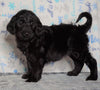 F1 Standard Labradoodle For Sale Millersburg, OH Female- Rainy