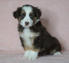 Australian Shepherd For Sale Baltic, OH Female- Callie