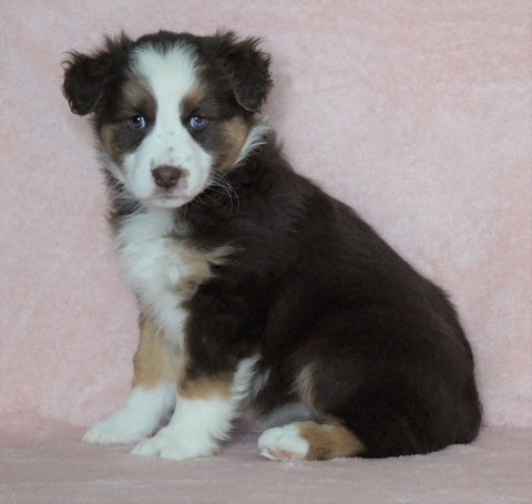 Australian Shepherd For Sale Baltic, OH Female- Callie