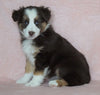 Australian Shepherd For Sale Baltic, OH Female- Callie