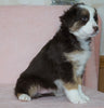 Australian Shepherd For Sale Baltic, OH Female- Callie