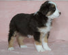 Australian Shepherd For Sale Baltic, OH Female- Callie