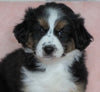 Australian Shepherd For Sale Baltic, OH Male- Chase