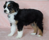 Australian Shepherd For Sale Baltic, OH Male- Chase