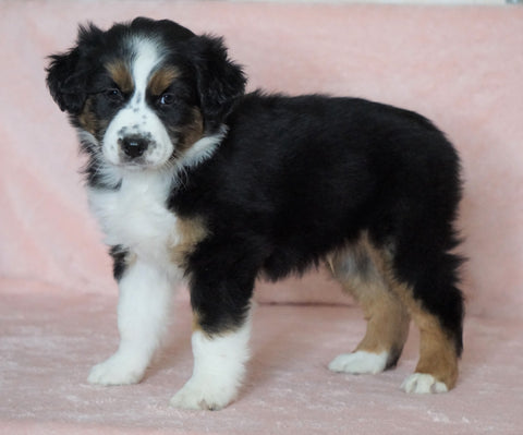 Australian Shepherd For Sale Baltic, OH Male- Chase