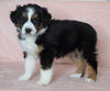 Australian Shepherd For Sale Baltic, OH Male- Chase