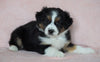 Australian Shepherd For Sale Baltic, OH Male- Chase