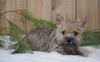 AKC Registered Cairn Terrier For Sale Millersburg, OH Male- Otter