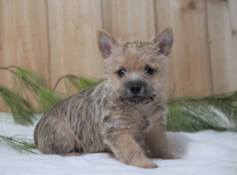 AKC Registered Cairn Terrier For Sale Millersburg, OH Male- Otter