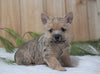 AKC Registered Cairn Terrier For Sale Millersburg, OH Male- Otter
