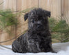 AKC Registered Cairn Terrier For Sale Millersburg, OH Female- Jewel