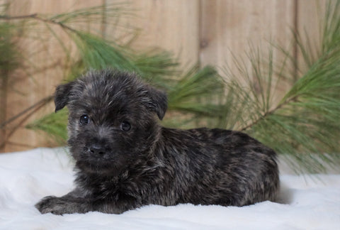 AKC Registered Cairn Terrier For Sale Millersburg, OH Female- Jewel