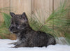 AKC Registered Cairn Terrier For Sale Millersburg, OH Female- Roxanne