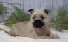 AKC Registered Cairn Terrier For Sale Millersburg, OH Male- Ranger