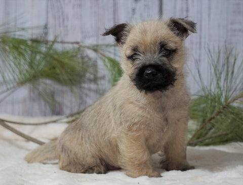 AKC Registered Cairn Terrier For Sale Millersburg, OH Male- Ranger