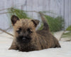 AKC Registered Cairn Terrier For Sale Millersburg, OH Female- Maggie