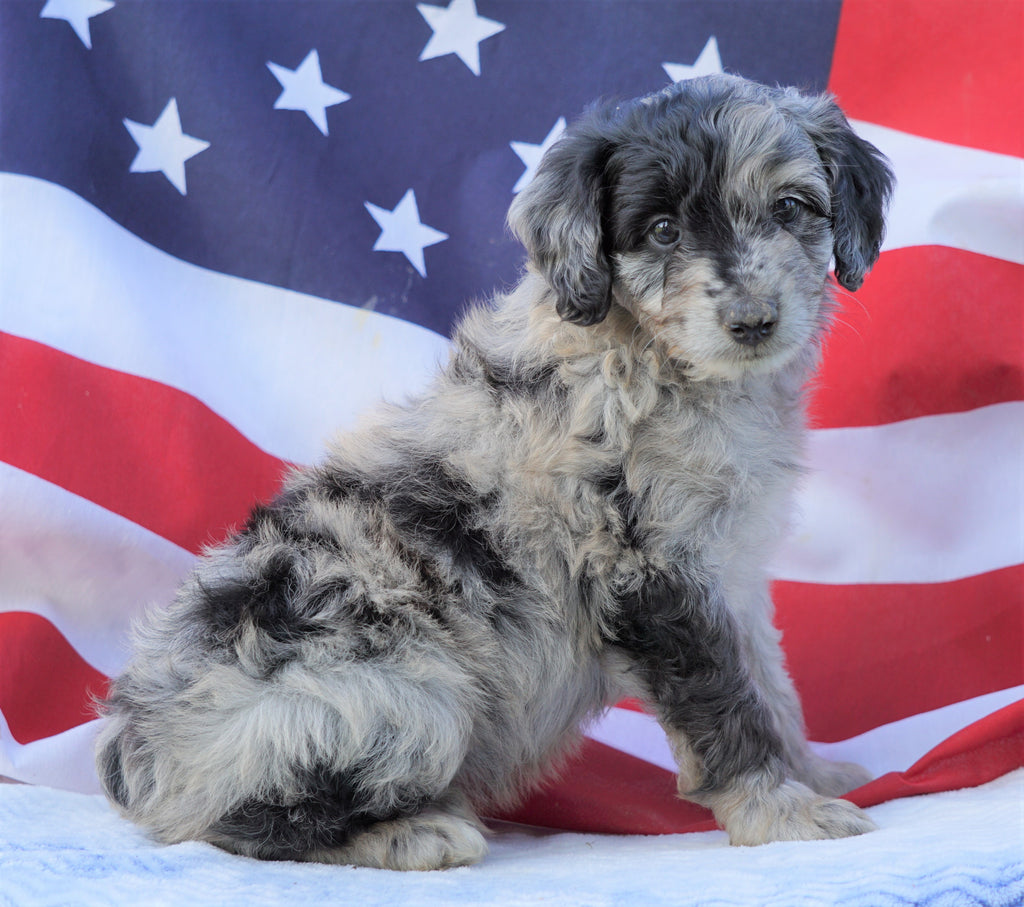 Mini Aussiedoodle For Sale Holmesville, OH Male Tucker AC Puppies LLC