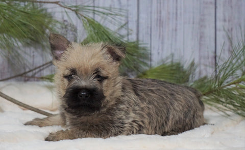 AKC Registered Cairn Terrier For Sale Millersburg, OH Male- Toby