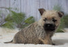 AKC Registered Cairn Terrier For Sale Millersburg, OH Male- Toby