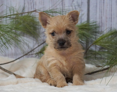 AKC Registered Cairn Terrier For Sale Millersburg, OH Male- Odie