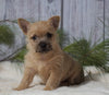 AKC Registered Cairn Terrier For Sale Millersburg, OH Male- Odie