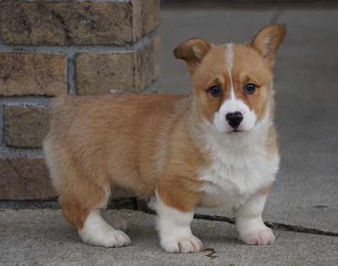 AKC Registered Pembroke Welsh Corgi For Sale Millersburg, OH Female- Annabell