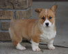 AKC Registered Pembroke Welsh Corgi For Sale Millersburg, OH Female- Annabell