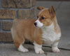 AKC Registered Pembroke Welsh Corgi For Sale Millersburg, OH Female- Annabell