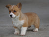 AKC Registered Pembroke Welsh Corgi For Sale Millersburg, OH Female- Annabell