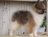 ACA Registered Pomeranian For Sale Millersburg, OH Male- Titus