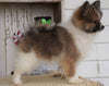 ACA Registered Pomeranian For Sale Millersburg, OH Male- Titus
