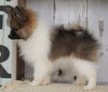 ACA Registered Pomeranian For Sale Millersburg, OH Male- Titus