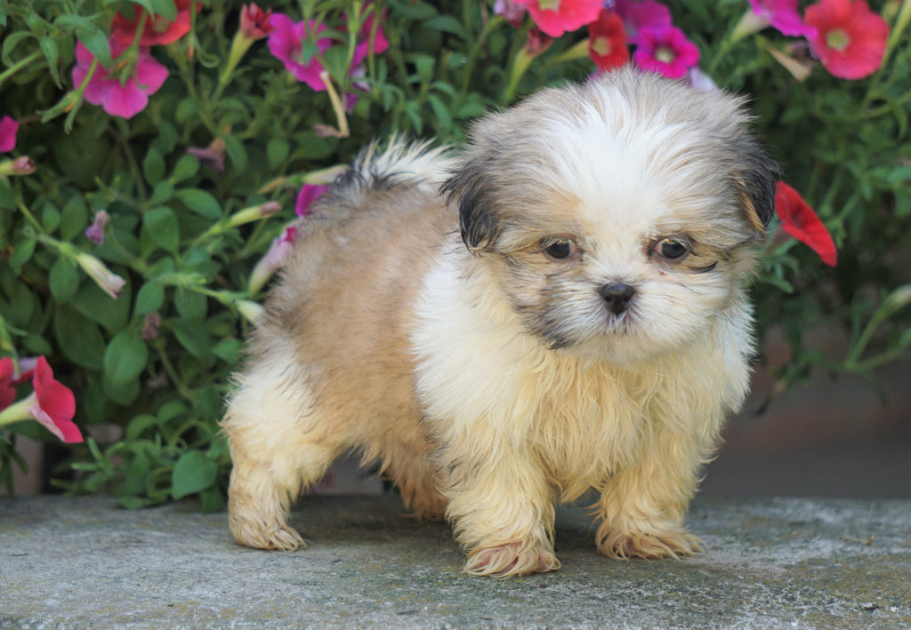 Shih Tzu Puppy For Sale Warsaw, OH Female Izzy AC Puppies LLC