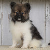 ACA Registered Pomeranian For Sale Millersburg, OH Male- Jimmy