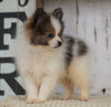 ACA Registered Pomeranian For Sale Millersburg, OH Male- Winston