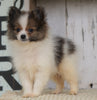 ACA Registered Pomeranian For Sale Millersburg, OH Male- Winston