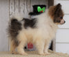 ACA Registered Pomeranian For Sale Millersburg, OH Male- Winston
