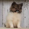 ACA Registered Pomeranian For Sale Millersburg, OH Male- Oliver
