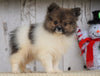 ACA Registered Pomeranian For Sale Millersburg, OH Male- Oliver