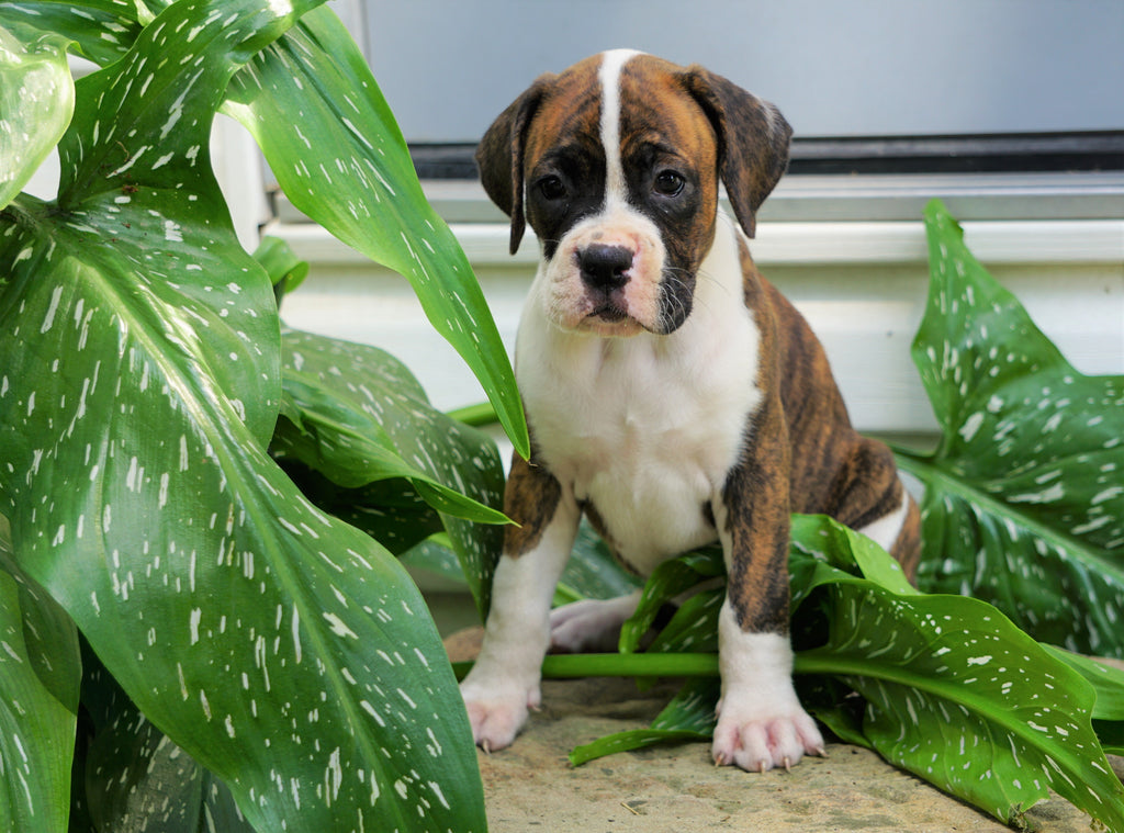 AKC Registered Boxer Puppy For Sale Baltic, OH Female Greta AC
