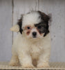 Shih- Poo For Sale Millersburg, OH Female- Lola