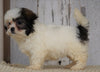 Shih- Poo For Sale Millersburg, OH Female- Lola