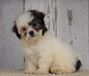 Shih- Poo For Sale Millersburg, OH Female- Lola
