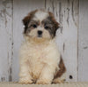 Shih- Poo For Sale Millersburg, OH Male- Benji