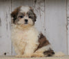 Shih- Poo For Sale Millersburg, OH Male- Benji