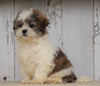 Shih- Poo For Sale Millersburg, OH Male- Benji