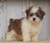 Shih- Poo For Sale Millersburg, OH Male- Benji