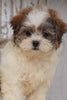Shih- Poo For Sale Millersburg, OH Male- Benji