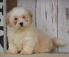 Shih- Poo For Sale Millersburg, OH Male- Buddy