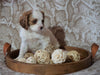 Cockapoo Mix For Sale Applecreek, OH Female- Fanci